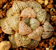 Хавортия (Haworthia picta Pink Ohkubo strain ハオルチア　大久保　ピンクピクタ*大苗ドム型*)